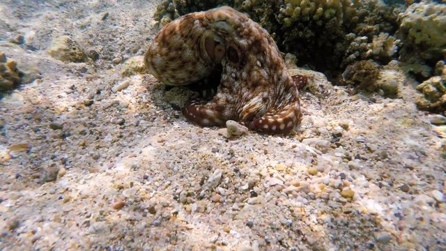 reef octopus (Octopus cyanea) known as the big blue octopus change color and texture in red sea with coral garden with fish. Cyanea can change camouflage color, patterns and texture of its skin