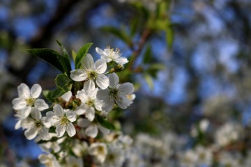 Cherry blossom
