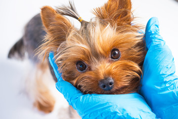 Preventive examination of a small dog by a veterinarian, care for the auricles, teeth, hair, claws