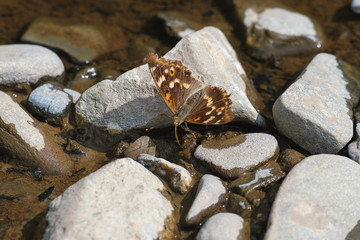 Butterfly lying on stones