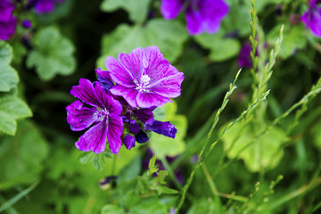 Fototapeta premium closeup of beautiful wild purple mallow