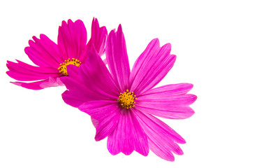Cosmos flower isolated
