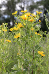 Echter Alant (Inula helenium), Blüten