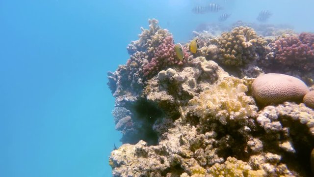 school of fish with Blacktail butterflyfish on coral garden in red sea, Marsa Alam, Egypt