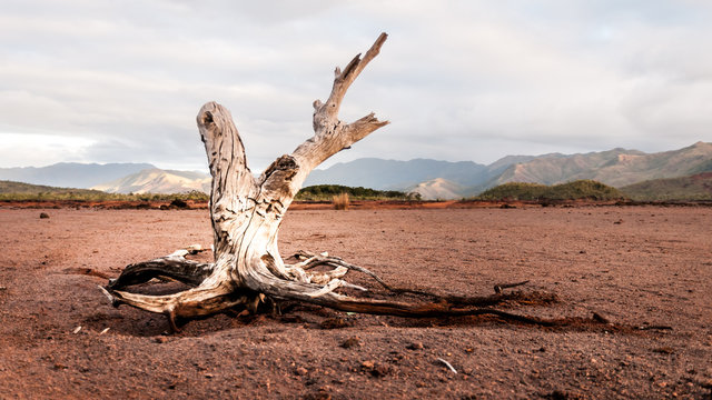 arbre mort