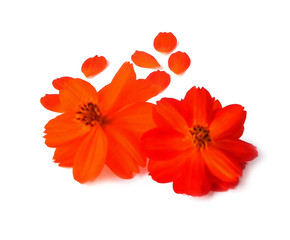 Light tender air petals flew around purslane flower on white background, photo manipulation