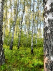 Tall slender white birch forest.  Russian spring landscape watercolor illustration. photo manipulation concept.