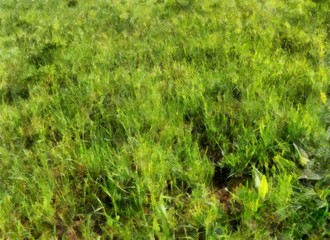 fresh green grass watercolor illustration. photo manipulation concept.