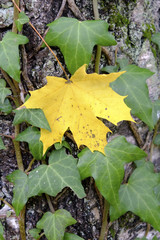 Beautiful colorful autumn season maple tree leaf and common ivy.