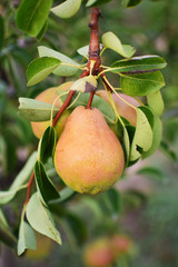 pear tree