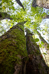The crown of alder in the morning sunshine