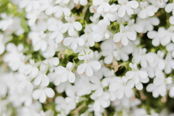 夏に咲く白くて小さな花