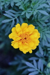 マリーゴールド