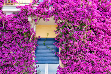 Beautiful bright purple flowers on a yellow building. Monterosso al Mare, Italy. Cinque Terre beauties.