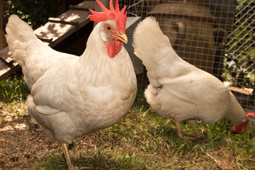 Flock of hens and roosters looking for food and pecking in the hen house, at sunny day, close up, concept farming poultry