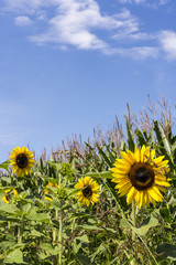 Sonnenblumen - 168029047