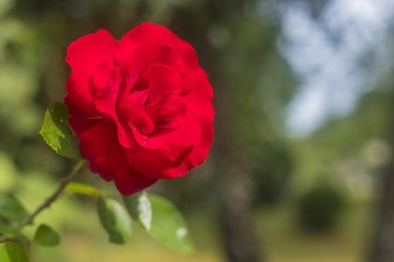 Red rose background