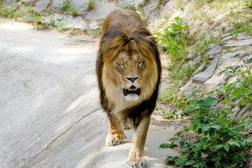 animal adult lion walks in the zoo