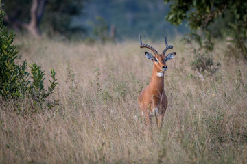 An Impala staring at the camera.