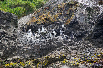 Magellanic penguins (Spheniscus magellanicus)