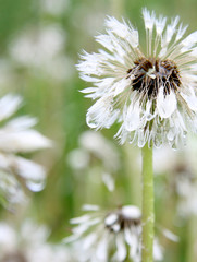 Blüten im sonnelicht