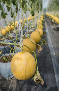 Melon ready to harvest, Organic farm