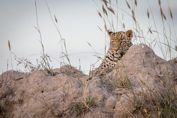 A Leopard relaxing on top of a termite mound.