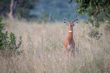 An Impala staring at the camera.