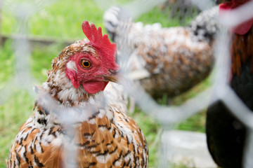 Close up of a chicken in chicken yard.