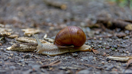 Schnecke