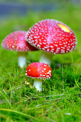 Amanita Muscaria, poisonous mushroom.