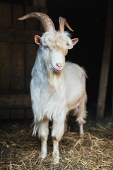 White goat with shaggy bangs