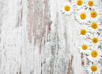 Obraz premium Border with camomile