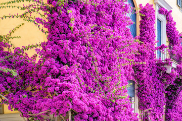 Beautiful bright purple flowers on a yellow building. Monterosso al Mare, Italy. Cinque Terre beauties.