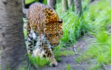 Crédence de cuisine en verre imprimé Panthère Léopard, Jaguar, Panter (panthera onca) Zoom avant