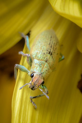 gold-dust weevil in sun flower