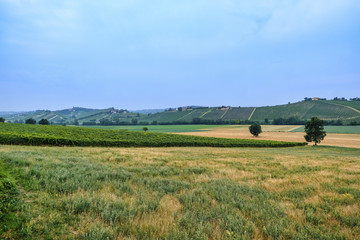 Obraz premium Oltrepo Piacentino (Italy), rural landscape at summer