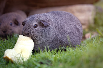 Meerschweinchen frisst Melone
