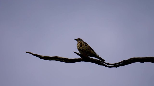 bird on branch of dry tree mistle thrush