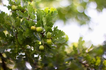 Oak acorn and leaves on green background.