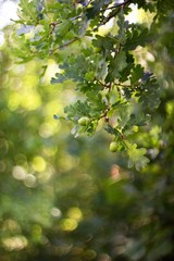 Oak acorn and leaves on green background. © venars.original