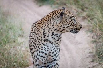 Side profile of a Leopard on the road.