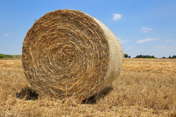 Close up of a round, golden hay bale on a reaped wheat field against blue sky with clouds © Mahlebashieva