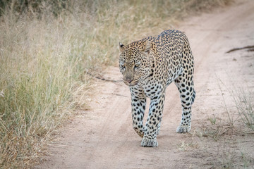 A Leopard walking on the road.