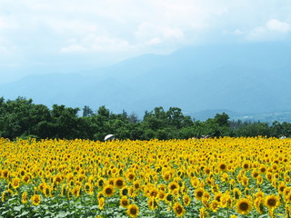 山梨県　明野のヒマワリ