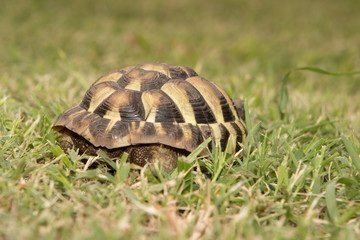african spurred tortoise on grass farm field close up
