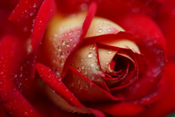 Red rose close-up in drops of dew. Beautiful blurred wedding background