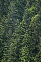 Nature green background, pine tree forest in Carpathians