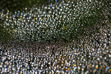 A drop of water on a cobweb. Macro. Blurred green background.