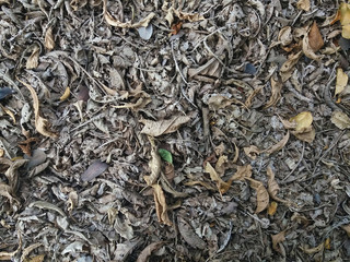 Dried leaves fall on the floor for background.